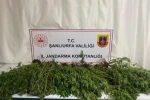 Şanlıurfa’da silah, uyuşturucu ve 196 kök kenevir bitkisi ele geçirildi