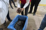 Saray ormanlarından trüf mantarı ihracatı 