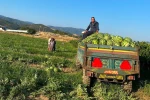 Sarıgöllü üreticiden "Kendi üret, kendi sat" hamlesi 