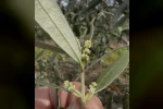 Şarköy’de zeytin üreticilerine kritik uyarı 