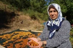 Satılamayan kirazlar kurutularak kışlık çereze dönüştürülüyor