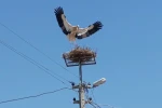 Sazlı’da leylekler yeni yuvasına kavuştu 