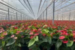 Seralarda modern üretim: Tonlarca salatalık ve süs bitkisi üretimi