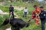 Seydikemer’de mahsur kalan inek itfaiye ekipleri tarafından kurtarıldı 