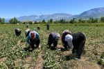 Sıcakta alın teriyle pancar çapalıyorlar