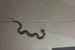 Siirt’te apartmanda görülen yılan paniğe neden oldu 