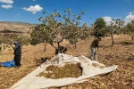 Siirt’te fıstık hasadında sona gelindi 