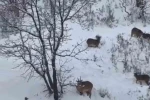Siirt’te yaban keçileri sürü halinde görüntülendi