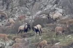 Sincik boğazına dağ keçileri indi 
