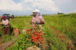 Sındırgı’da domates hasadı depreme rağmen devam ediyor