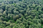 Sinop’ta kayın ormanları için doğal gençleştirme seferberliği