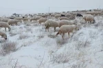 Sivas’ta koyunlar kar altında kaldı, çoban türküleriyle ile mest etti