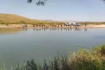 Sivas’ta serinlemek için Kızılırmak’a giren 2 kişiden 1’i kayboldu 