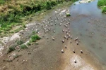 Soğanlı Çayı’nı mesken tutan leylekler dronla görüntülendi