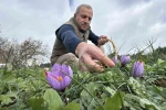 Soğuk ve yağışlı hava ‘dünyanın en pahalı baharatı’nda hasat süresini uzattı 
