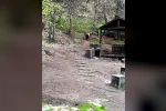 Soğuksu Milli Parkı’nda ayı ailesi görüntülendi 
