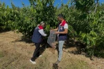 Söke’de kiraz bahçeleri denetlendi, numuneler alındı