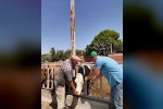 Sökeli yetiştiricilere ’düşen kulak küpesi’ uyarısı