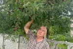 Stokların azlığı ve yüksek aroma tercihi Sultandağı vişnesini değerli yaptı