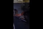Su samurlarının balık keyfi kamerada 