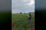 Şuhut’ta patates üretim alanlarında saha kontrolleri sürüyor 