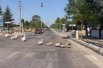 Sürücüleri gülümseten anlar: Kazlar trafiği durdurdu