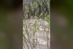 Suya kapılan büyükbaş hayvan telef oldu 
