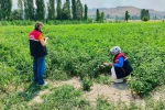 Tarım arazilerinin korunması çalışmaları sürüyor 
