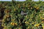 Tarım işçilerinin grevi mandalinayı dalında bıraktı: Kilosu 3 liraya kadar geriledi 