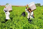 Tarım işçilerinin sıcakta ekmek parası mücadelesi