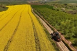 Tarla yolları hasada hazırlanıyor 