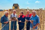 Tarsus’ta ayçiçeğinde 4 bin 485 ton rekolte bekleniyor
