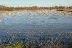 Taşkın sularının kapladığı tarım arazileri buz tuttu