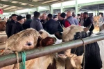 Tavşanlı hayvan pazarında kurbanlık hareketliliği 