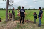 Tayland’da evcil köpek, eve el bombası getirdi 