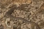 Tek ısırığı bir insanı öldürmeye yeten dev engerek yılanı görüntülendi