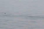 Tekirdağ açıklarında yunuslardan görsel şölen 