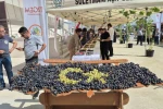 Tekirdağ’da üzüm şöleni: Onlarca yeni çeşit tanıtıldı