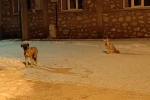 Tilki ile sokak köpeğinin dostluğu kameraya yansıdı