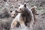 Tunceli’de anne ayı ve yavruları görüntülendi 
