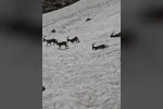Tunceli’de dağ keçileri ve ayılar aynı bölgede görüntülendi 