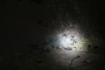 Tunceli’de gece kamerasında domuz ve ayı aynı anda görüntülendi