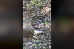 Tunceli’de kocabaş yılan, sincabı avladı 