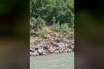 Tunceli’de koruma altındaki dağ keçileri Munzur Nehri kıyısında görüntülendi