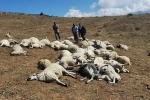 Tunceli’de sürüye yıldırım düştü: 58 koyun telef oldu 