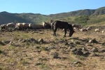 Tunceli’de üreticiler hayvan başına yaklaşık 30 TL ödeyerek yaylalardan faydalanabiliyor 
