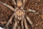 Türkiye’de ilk kez yeni bir tarantula cinsi kaydedildi 