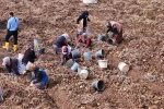 Türkiye’de sezonun son patatesleri Sivas’ta sökülüyor
