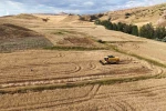 Türkiye’nin hububat ambarı Sivas’ta hasat devam ediyor