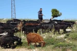 Türkiye’nin keçi yetiştirme merkezi Mersin: Toroslar yeşerdi, Yörüklerin zorlu mesaisi başladı 